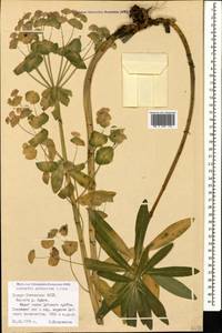 Euphorbia glaberrima K.Koch, Caucasus, North Ossetia, Ingushetia & Chechnya (K1c) (Russia)
