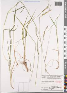 Elymus lenensis (Popov) Tzvelev, Siberia, Central Siberia (S3) (Russia)