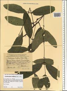 Lonchocarpus laxiflorus Guill. & Perr., Africa (AFR) (Ethiopia)