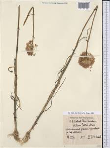 Allium pallasii Murray, Middle Asia, Northern & Central Tian Shan (M4) (Kazakhstan)