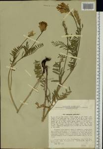 Astragalus onobrychis L., Eastern Europe, Eastern region (E10) (Russia)
