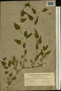 Solanum dulcamara L., Eastern Europe, Lower Volga region (E9) (Russia)