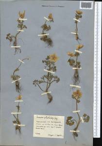 Anemone petiolulosa Juz., Middle Asia, Kopet Dag, Badkhyz, Small & Great Balkhan (M1) (Turkmenistan)