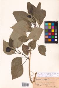 Populus tremuloides Michx., Eastern Europe, Eastern region (E10) (Russia)