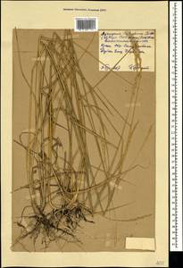 Thinopyrum intermedium subsp. intermedium, Crimea (KRYM) (Russia)