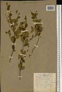 Betula humilis Schrank, Eastern Europe, Belarus (E3a) (Belarus)