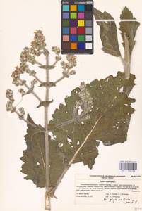 MHA 0 156 088, Salvia aethiopis L., Eastern Europe, Lower Volga region (E9) (Russia)