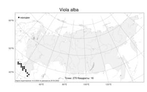 Viola alba Besser, Atlas of the Russian Flora (FLORUS) (Russia)