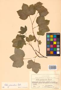 Ribes procumbens Pall., Siberia, Russian Far East (S6) (Russia)