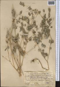 Atriplex flabellum Bunge ex Boiss., Middle Asia, Northern & Central Tian Shan (M4) (Kazakhstan)