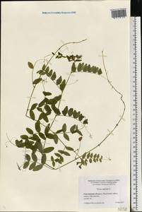 Vicia sepium L., Eastern Europe, Western region (E3) (Russia)