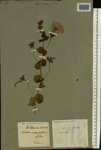 Petunia integrifolia subsp. integrifolia, Eastern Europe, Central forest-and-steppe region (E6) (Russia)