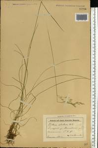 Lolium pratense (Huds.) Darbysh., Eastern Europe, Belarus (E3a) (Belarus)