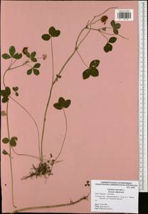 Trifolium hybridum L., Eastern Europe, Central region (E4) (Russia)