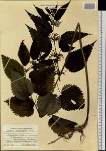Urtica platyphylla Wedd., Siberia, Russian Far East (S6) (Russia)