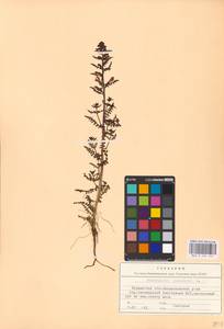 MHA 0 162 254, Pedicularis palustris L., Eastern Europe, Northern region (E1) (Russia)