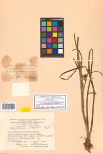 Sparganium longifolium Turcz. ex Ledeb., Eastern Europe, Eastern region (E10) (Russia)