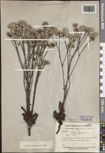 Limonium flexuosum (L.) Chaz., Siberia, Baikal & Transbaikal region (S4) (Russia)