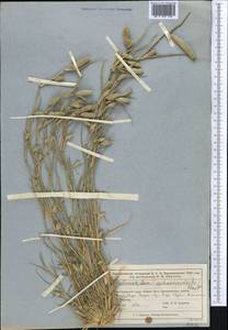 Sporobolus schoenoides (L.) P.M.Peterson, Middle Asia, Muyunkumy, Balkhash & Betpak-Dala (M9) (Kazakhstan)