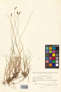 Carex lachenalii subsp. lachenalii, Siberia, Chukotka & Kamchatka (S7) (Russia)