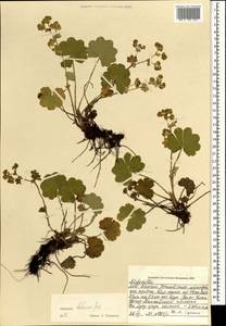 Alchemilla hebescens Juz., Mongolia (MONG) (Mongolia)