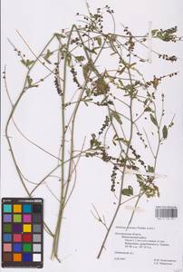 Melilotus dentatus (Waldst. & Kit.) Desf., Eastern Europe, Central forest-and-steppe region (E6) (Russia)
