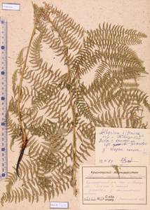 Athyrium monomachii (Kom.) Kom., Siberia, Altai & Sayany Mountains (S2) (Russia)