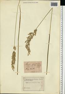 Calamagrostis arundinacea (L.) Roth, Eastern Europe, North Ukrainian region (E11) (Ukraine)