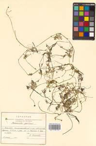 Ranunculus gmelinii DC., Siberia, Russian Far East (S6) (Russia)