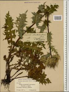 Cirsium obvallatum (M. Bieb.) M. Bieb., Caucasus, North Ossetia, Ingushetia & Chechnya (K1c) (Russia)
