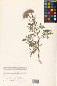 Phacelia tanacetifolia Benth., Eastern Europe, Lower Volga region (E9) (Russia)