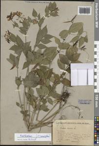 Vicia ramuliflora (Maxim.) Ohwi, Siberia, Baikal & Transbaikal region (S4) (Russia)