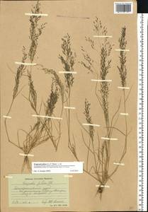 Eragrostis pilosa (L.) P.Beauv., Eastern Europe, South Ukrainian region (E12) (Ukraine)