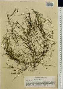 Zannichellia palustris subsp. palustris, Eastern Europe, Lower Volga region (E9) (Russia)