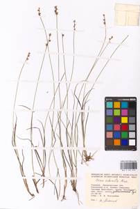 Carex echinata Murray, Eastern Europe, West Ukrainian region (E13) (Ukraine)