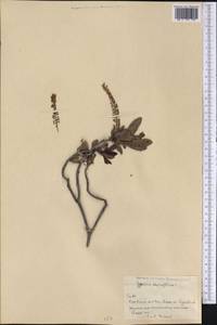 Cyrilla racemiflora L., America (AMER) (Cuba)