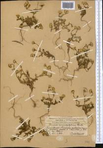 Senecio glaucus subsp. coronopifolius (Maire) C. Alexander, Middle Asia, Western Tian Shan & Karatau (M3) (Kazakhstan)