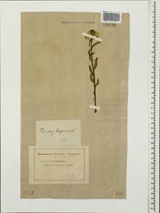 Pedicularis lapponica L., Siberia, Baikal & Transbaikal region (S4) (Russia)