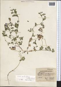 Vicia subvillosa (Ledeb.)Boiss., Middle Asia, Northern & Central Tian Shan (M4) (Kyrgyzstan)