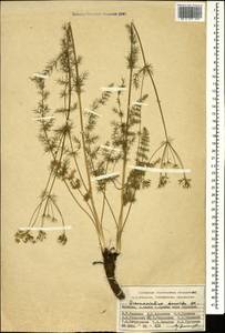 Grammosciadium daucoides DC., Caucasus, Armenia (K5) (Armenia)
