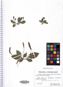 SMR002020, Plantago major L., Eastern Europe, Middle Volga region (E8) (Russia)