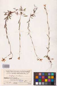 Saxifraga hirculus L., Eastern Europe, Northern region (E1) (Russia)