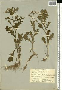 Senecio vulgaris L., Eastern Europe, Moscow region (E4a) (Russia)