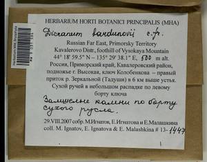 Dicranum bardunovii Tubanova & Ignatova, Bryophytes, Bryophytes - Russian Far East (excl. Chukotka & Kamchatka) (B20) (Russia)