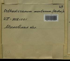 Orthodicranum montanum (Hedw.) Loeske, Bryophytes, Bryophytes - Moscow City & Moscow Oblast (B6a) (Russia)