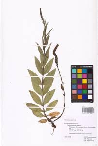MHA 0 160 922, Veronica spuria L., Eastern Europe, Central forest-and-steppe region (E6) (Russia)