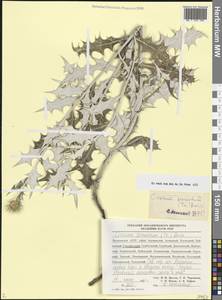 Lamyropsis sinuata (Trautv.) Dittrich, Caucasus, Dagestan (K2) (Russia)