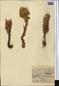 Orobanche, Middle Asia, Western Tian Shan & Karatau (M3) (Kazakhstan)