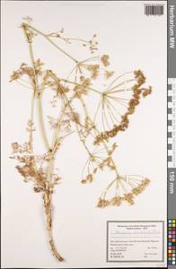 Astrodaucus orientalis (L.) Drude, South Asia, South Asia (Asia outside ex-Soviet states and Mongolia) (ASIA) (Iran)