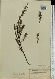 Salix rosmarinifolia L., Eastern Europe, Moscow region (E4a) (Russia)